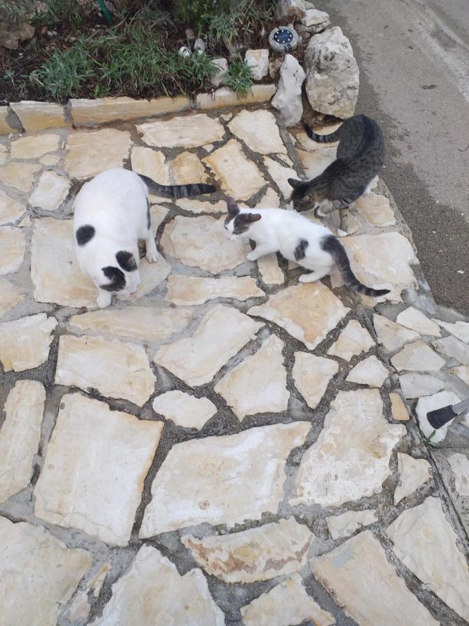 Apartmani Marijanovic Vir Esterno foto